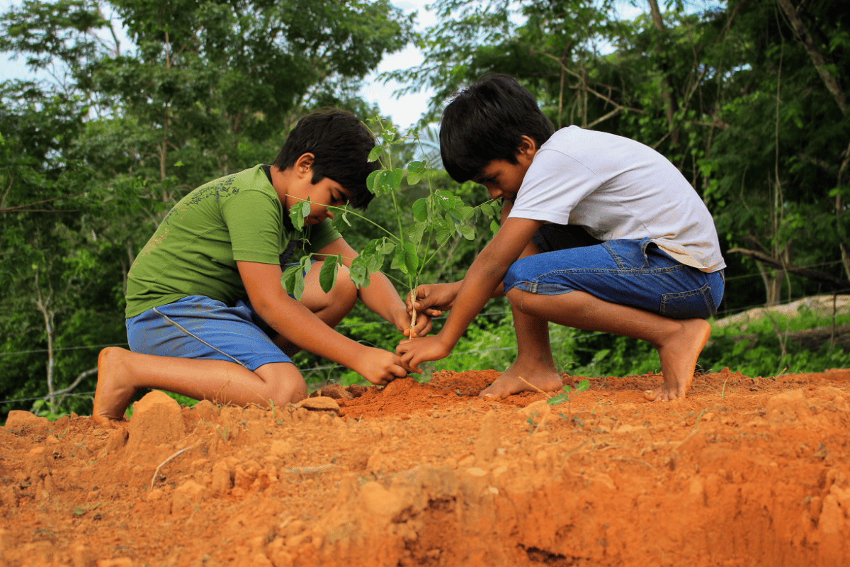 Sustentabilidade e educação ambiental: construindo um futuro consciente